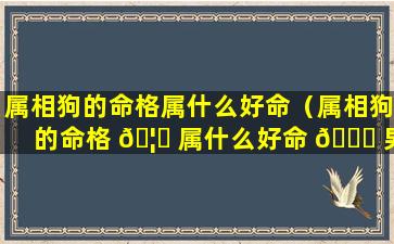 属相狗的命格属什么好命（属相狗的命格 🦟 属什么好命 🐎 男）